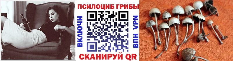 Псилоцибиновые грибы GOLDEN TEACHER Пересвет